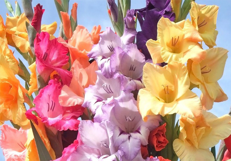 唐菖蒲.jpg 唐菖蒲