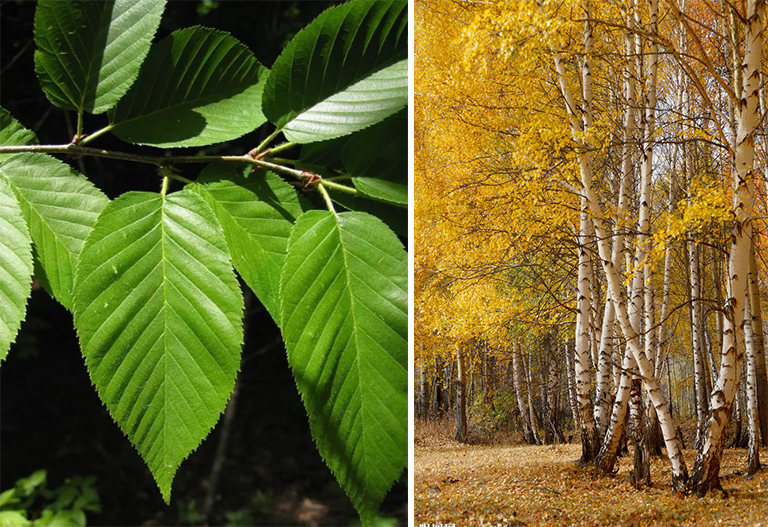 白樺葉.jpg 白樺葉