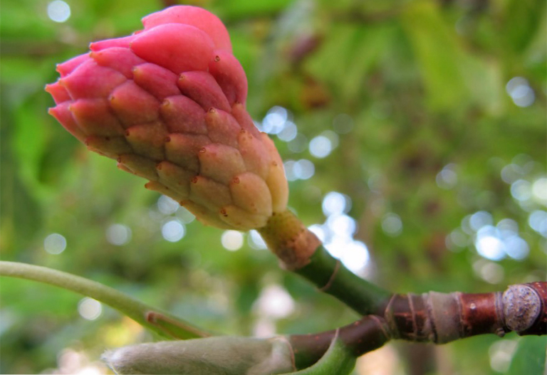 黃瓜玉蘭樹.jpg 黃瓜玉蘭樹