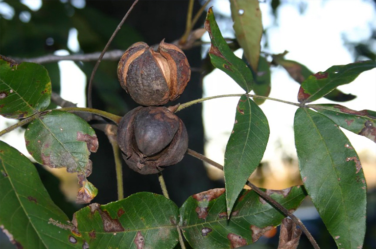 Shagbark山核桃堅(jiān)果.jpg Shagbark山核桃堅(jiān)果