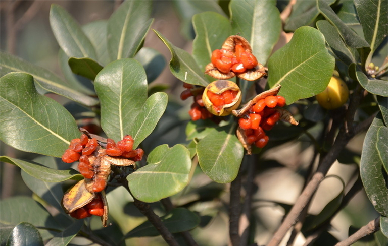 樹木種子繁殖要點(diǎn).jpg 樹木種子繁殖要點(diǎn)