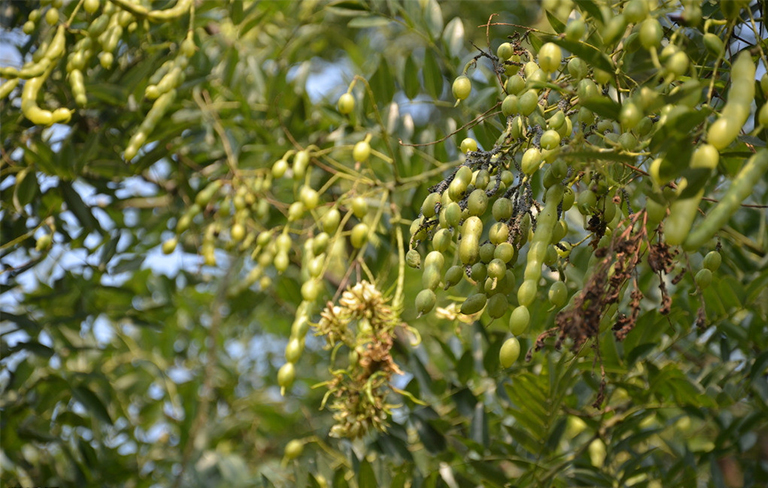 樹木種子繁殖要點(diǎn).jpg 樹木種子繁殖要點(diǎn)