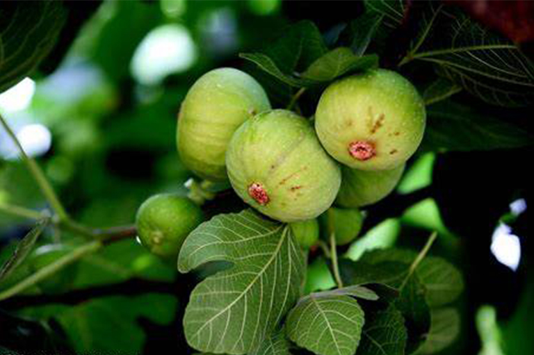 無花果樹.jpg 無花果樹