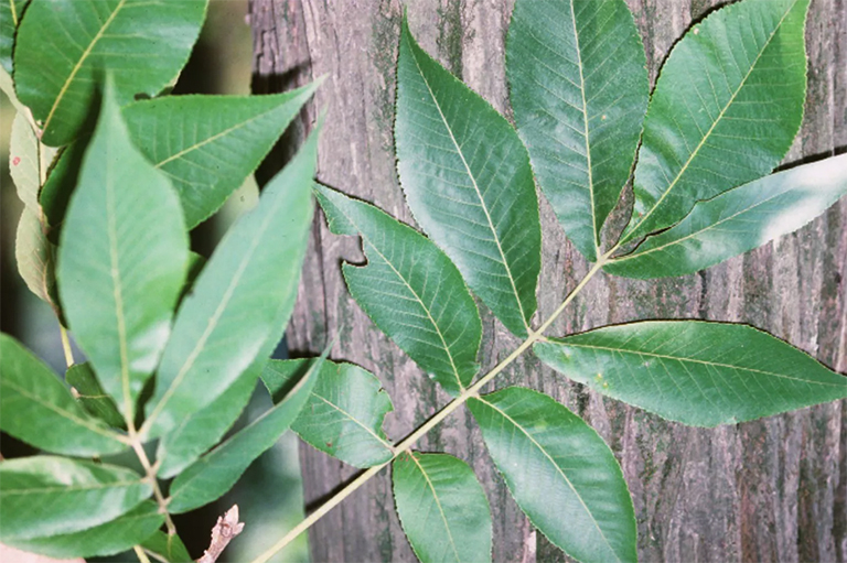 山胡桃樹的樹葉.jpg 山胡桃樹的樹葉