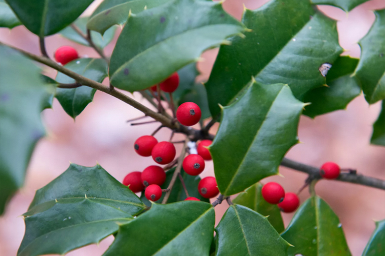 美國(guó)冬青樹葉和漿果.jpg 美國(guó)冬青樹葉和漿果