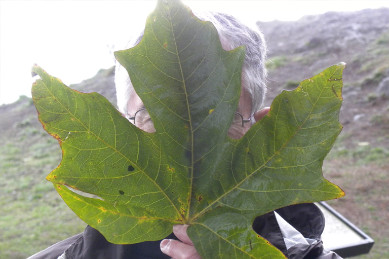 男子手持bigleaf楓葉.jpg 男子手持bigleaf楓葉