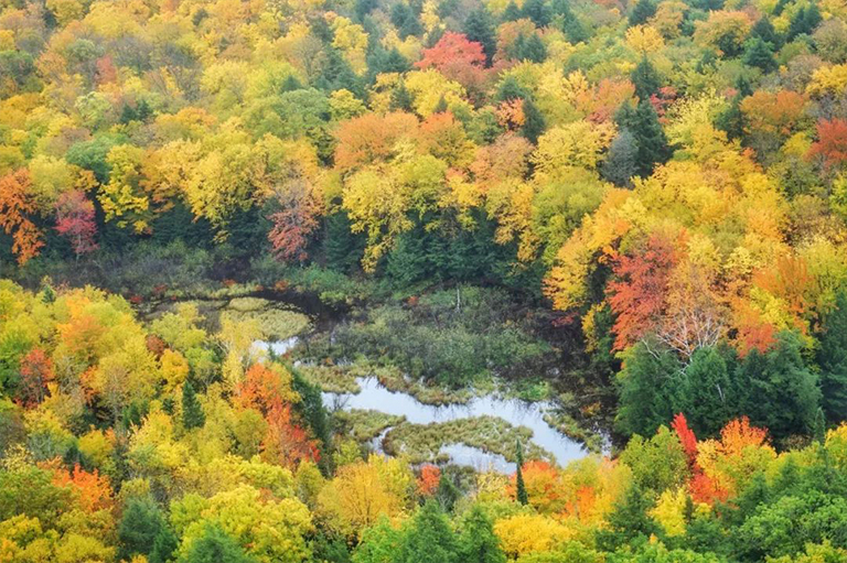 樹葉分類.jpg 樹葉分類