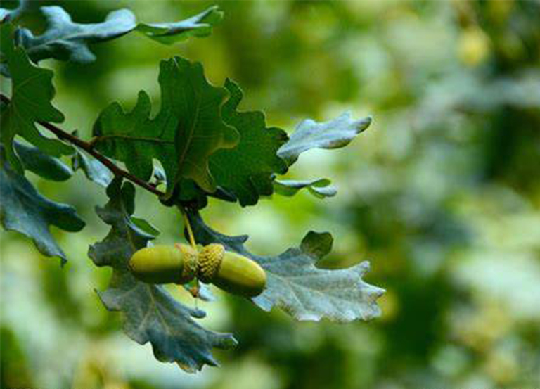 張貼橡樹葉和堅果.jpg 張貼橡樹葉和堅果