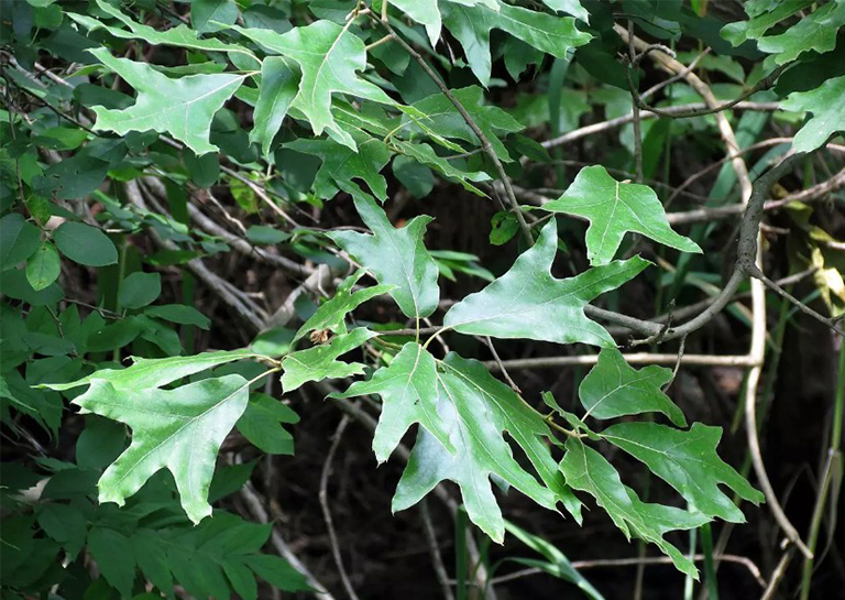 南部的紅橡樹葉.jpg 南部的紅橡樹葉