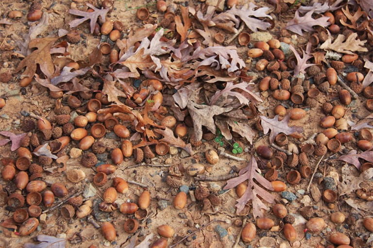 白橡子橡子.jpg 白橡子橡子