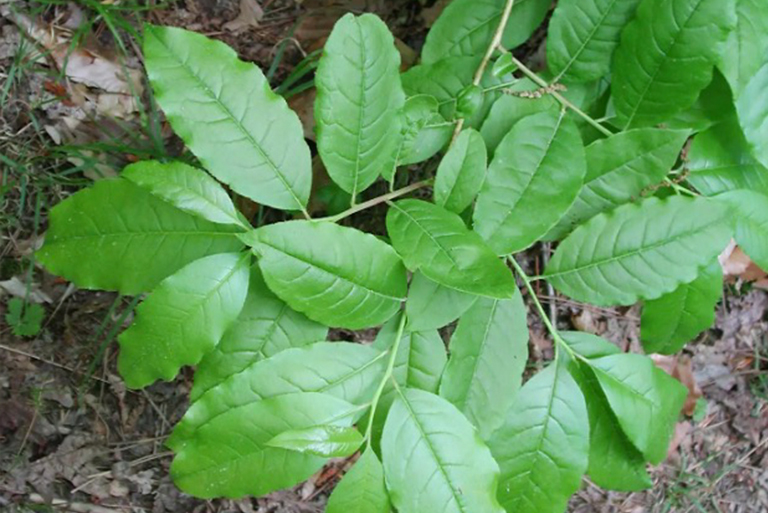 酸木樹葉.jpg 酸木樹葉