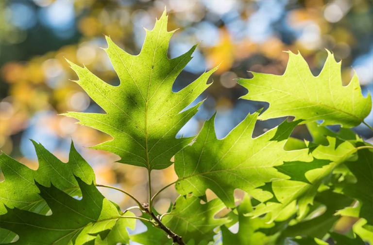 林地狩獵租賃.jpg 林地狩獵租賃