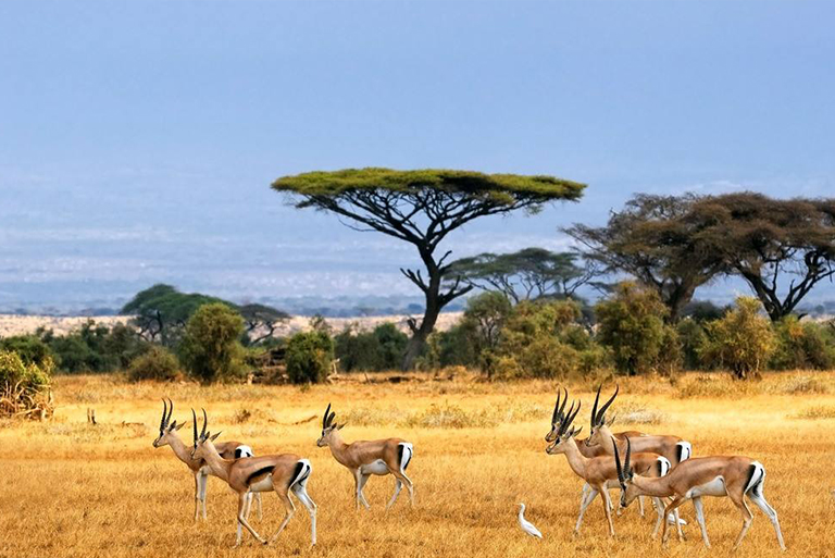 稀樹(shù)草原生物群落.jpg 稀樹(shù)草原生物群落