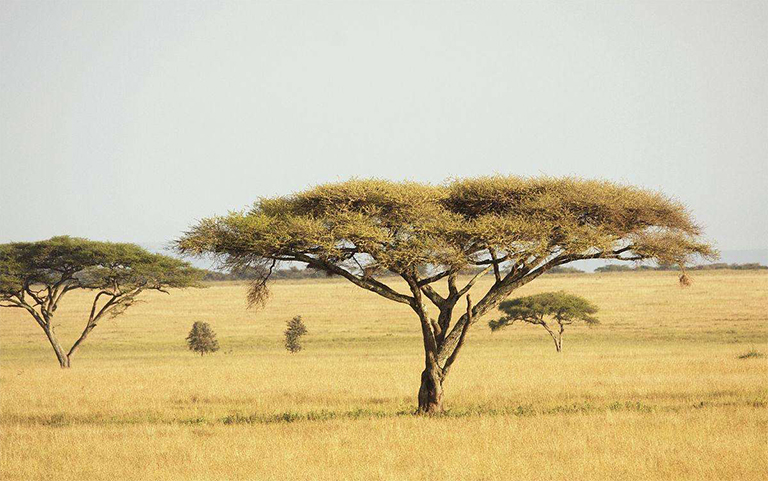 稀樹(shù)草原生物群落.jpg 稀樹(shù)草原生物群落