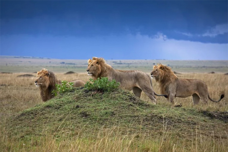 稀樹(shù)草原生物群落.jpg 稀樹(shù)草原生物群落