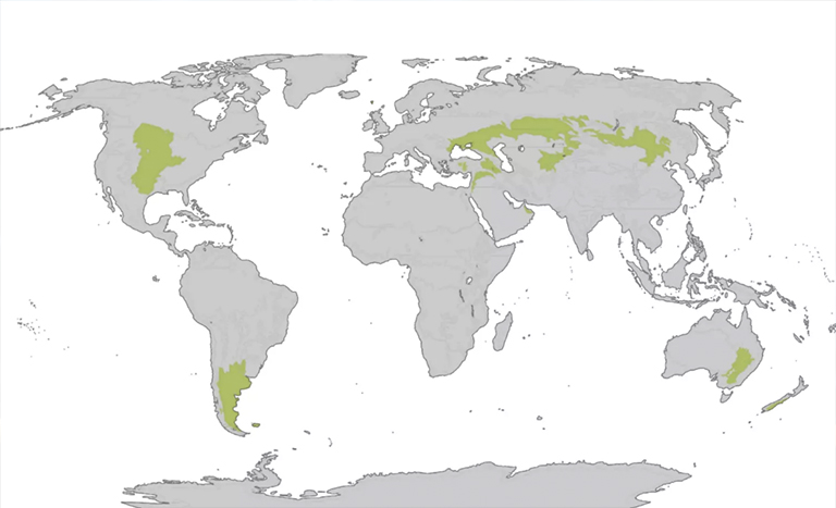 溫帶草原地圖.jpg 溫帶草原地圖