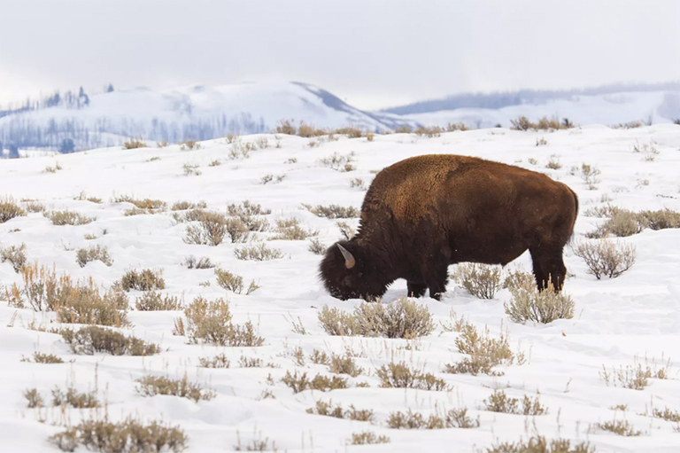 美洲野牛.jpg 美洲野牛