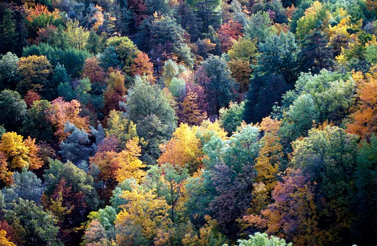 溫帶森林生態(tài)系統(tǒng).jpg 溫帶森林生態(tài)系統(tǒng)