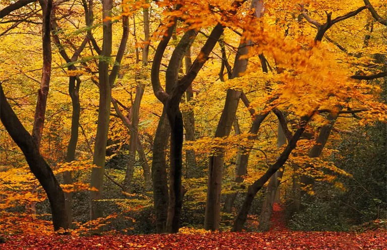 溫帶森林.jpg 溫帶森林