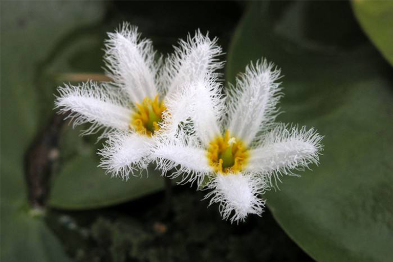 植物的生命周期.jpg 植物的生命周期