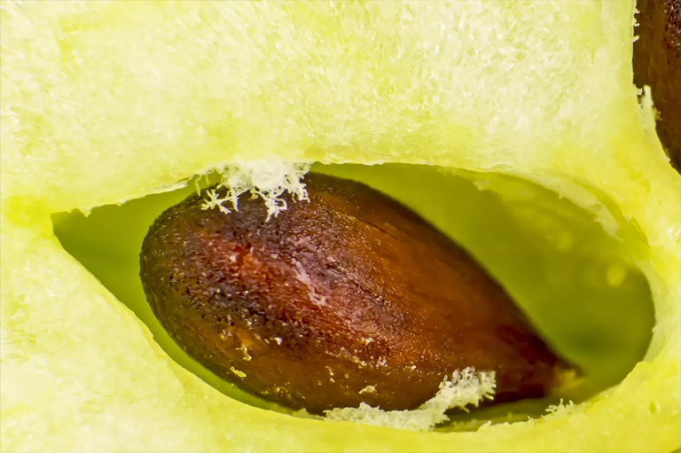 蘋果核種子.jpg 蘋果核種子