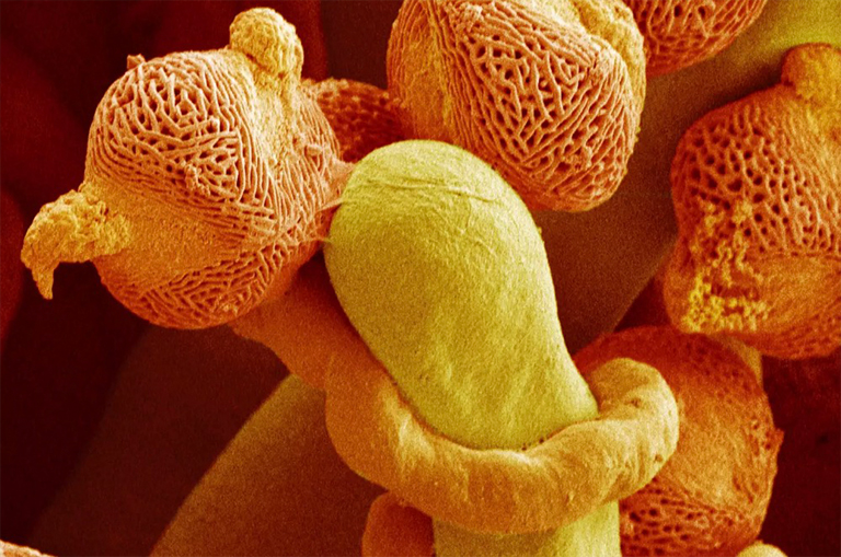 花粉管.jpg 花粉管