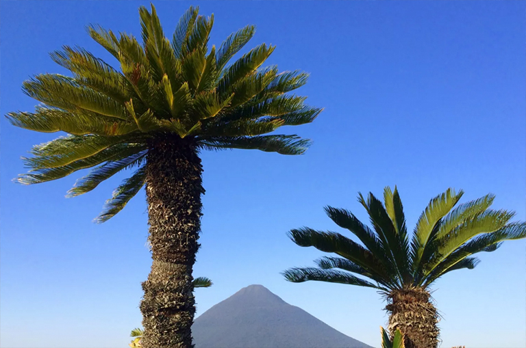 西米棕櫚(Cycads).jpg 西米棕櫚(Cycads)