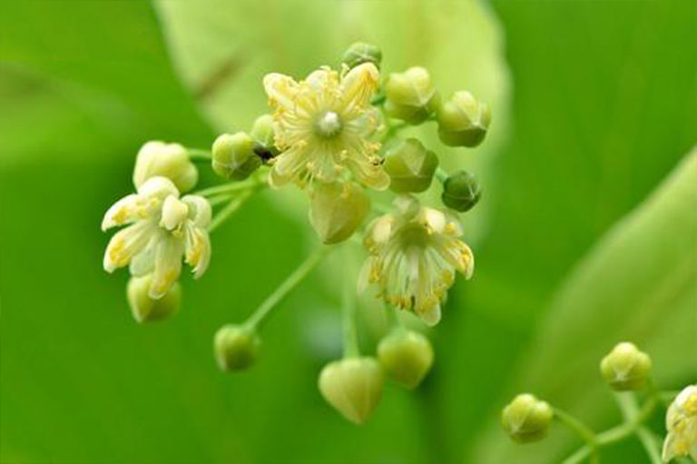 美國bass木，也稱為菩提樹