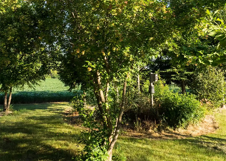 阿穆?tīng)柡訔髟诤笤旱沫h(huán)境中