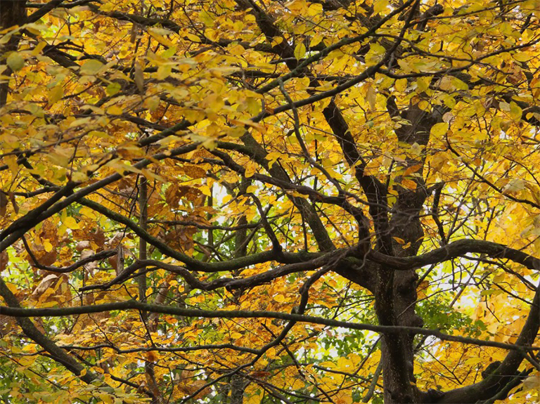 美國(guó)角樹關(guān)閉