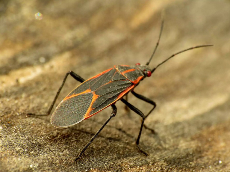 大馬利筋蟲.jpg 大馬利筋蟲