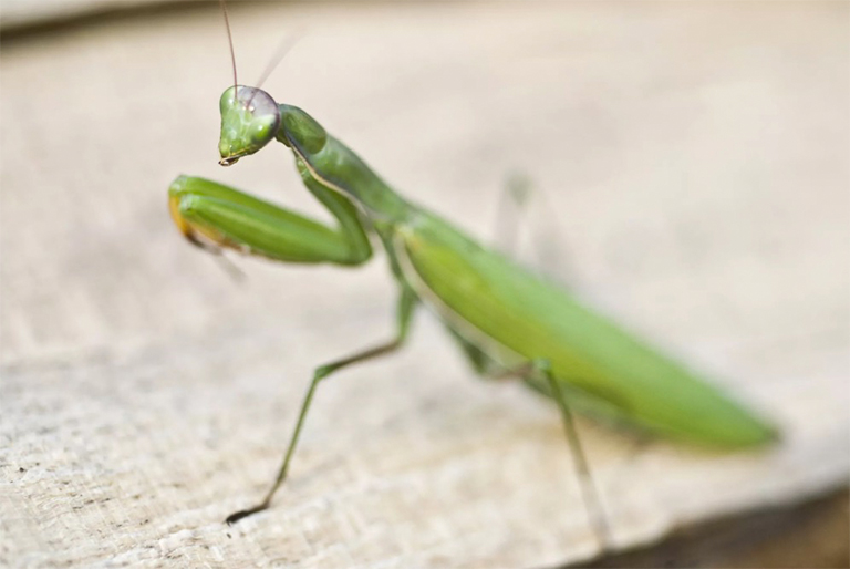 螳螂站立，雙臂準(zhǔn)備誘捕獵物