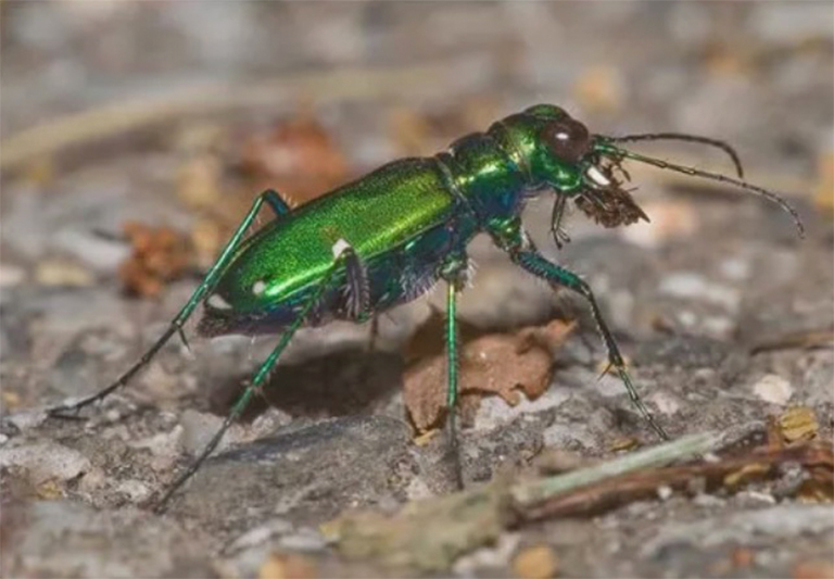 虹彩綠色地面甲蟲(chóng)幼蟲(chóng)以花園害蟲(chóng)為食