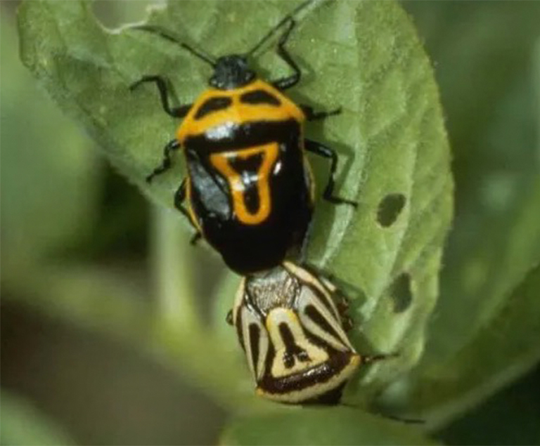 并非所有臭蟲(chóng)都有益，但某些昆蟲(chóng)會(huì)捕食其他昆蟲(chóng)