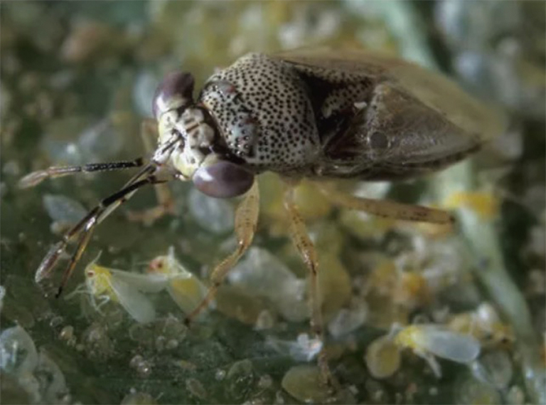 微小的大眼蟲(chóng)吃掉了害蟲(chóng)的重量