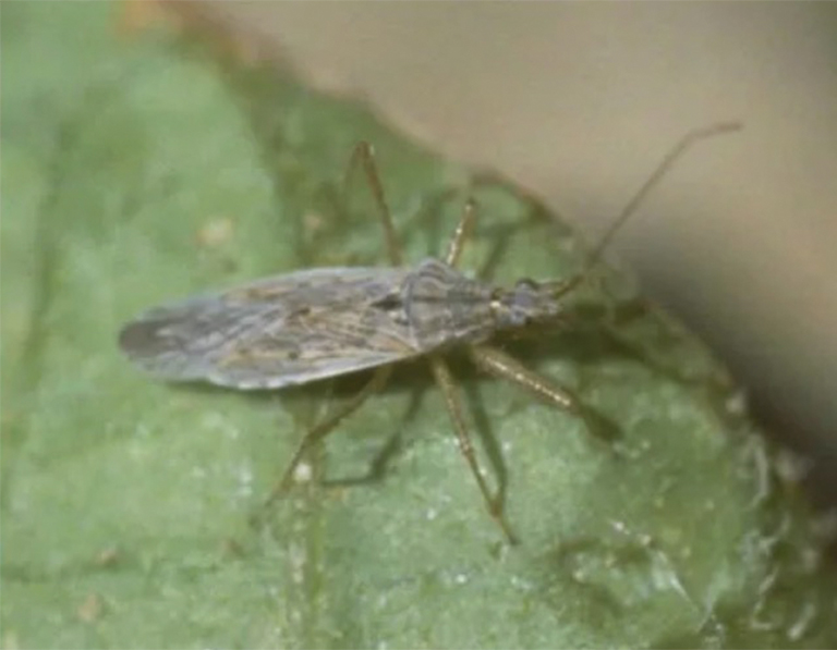 綠葉上的少女蟲(chóng)