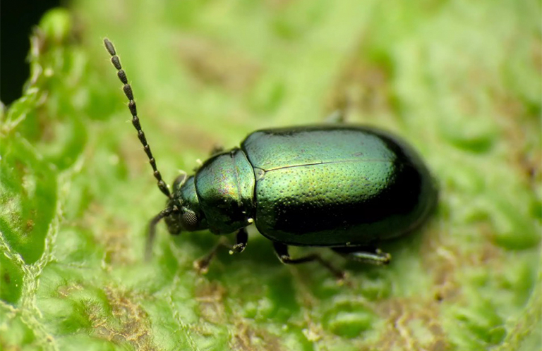 跳蚤甲蟲(chóng)