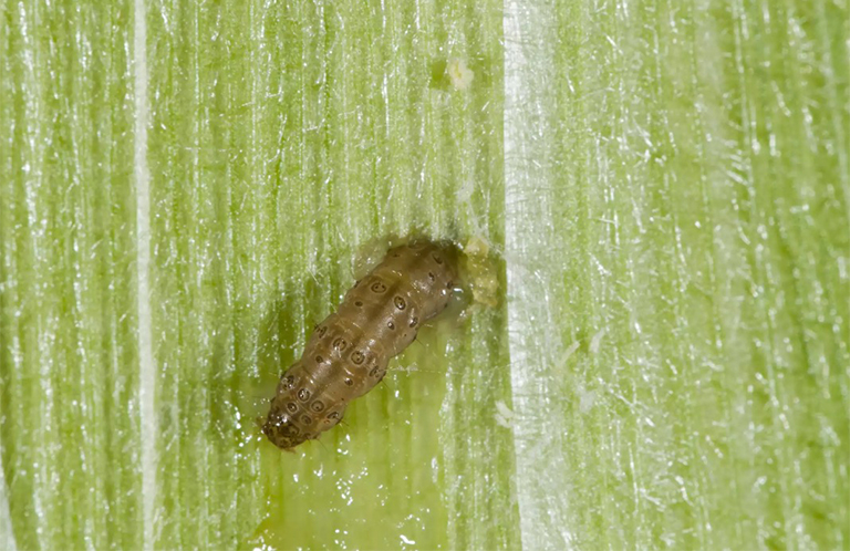 跳蚤甲蟲(chóng)