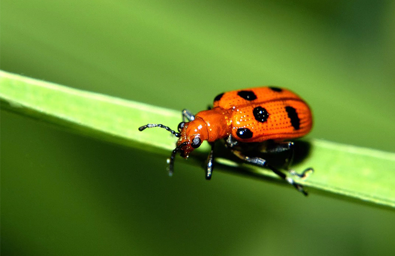 跳蚤甲蟲(chóng)