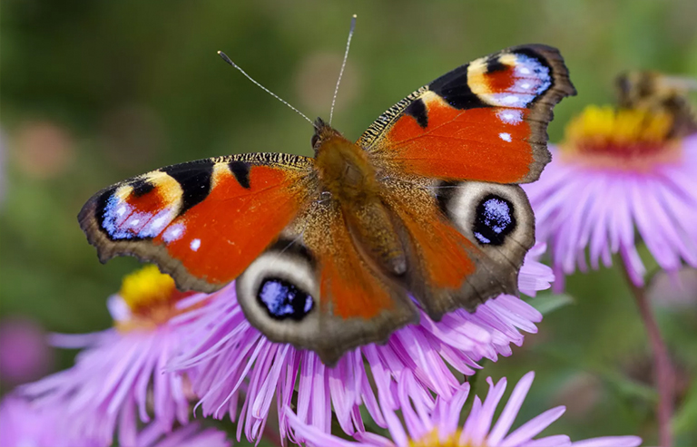 孔雀蝴蝶.jpg 孔雀蝴蝶