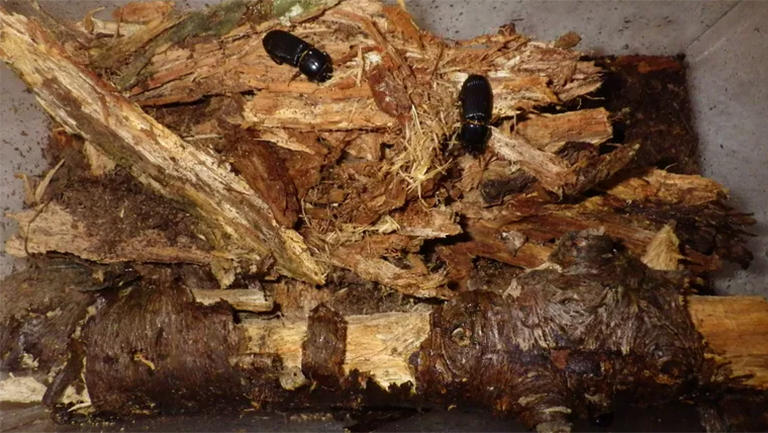 貝斯甲蟲(chóng).jpg 貝斯甲蟲(chóng)