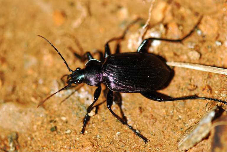 貝斯甲蟲(chóng).jpg 貝斯甲蟲(chóng)