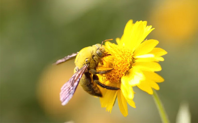 木匠蜜蜂.jpg 木匠蜜蜂