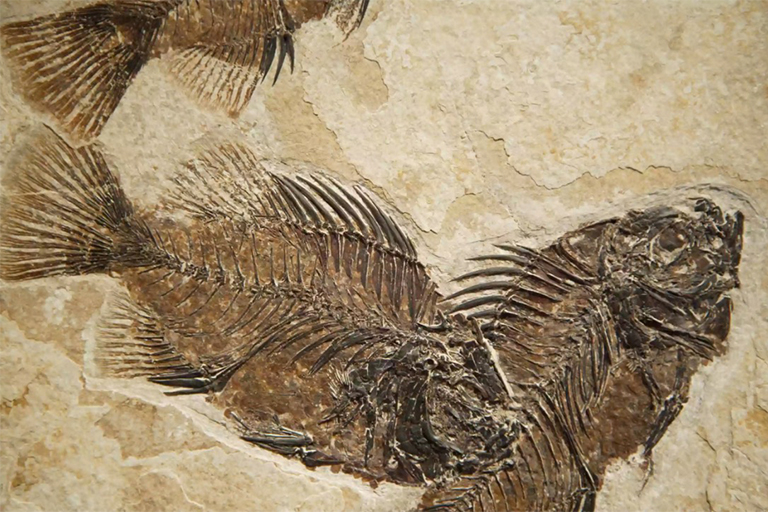 化石比尤特國家紀(jì)念碑