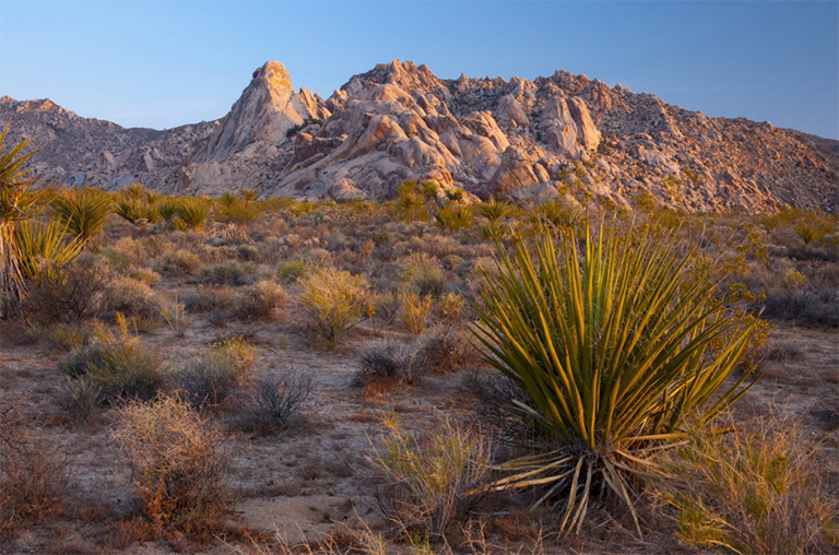 莫哈韋國家保護區(qū)，加利福尼亞，美國，北美洲