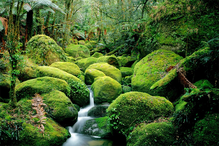 小溪流過(guò)長(zhǎng)滿(mǎn)青苔的巨石