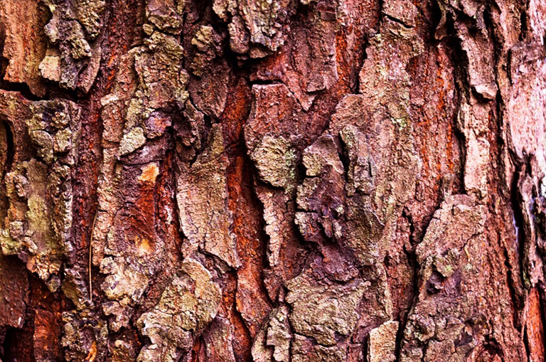 血管組織系統(tǒng).jpg 血管組織系統(tǒng)