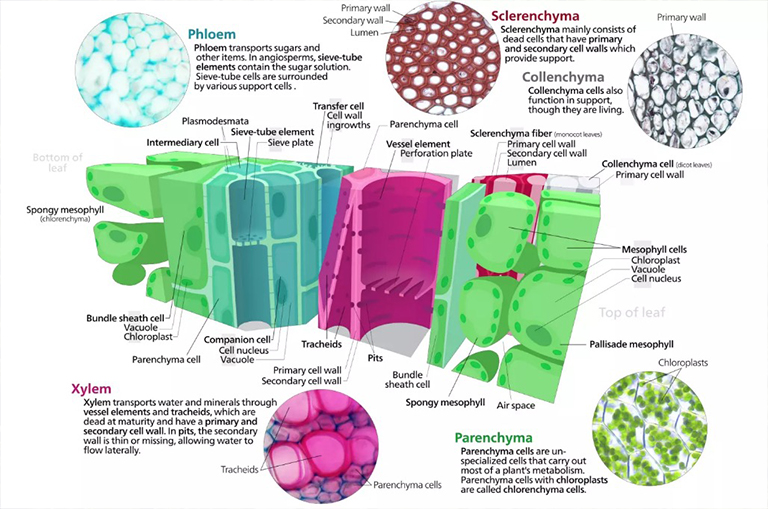 植物組織系統(tǒng):植物生長.jpg 植物組織系統(tǒng):植物生長