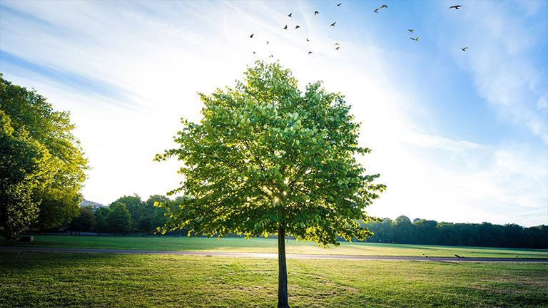 綠色運(yùn)動(dòng).jpg 綠色運(yùn)動(dòng)