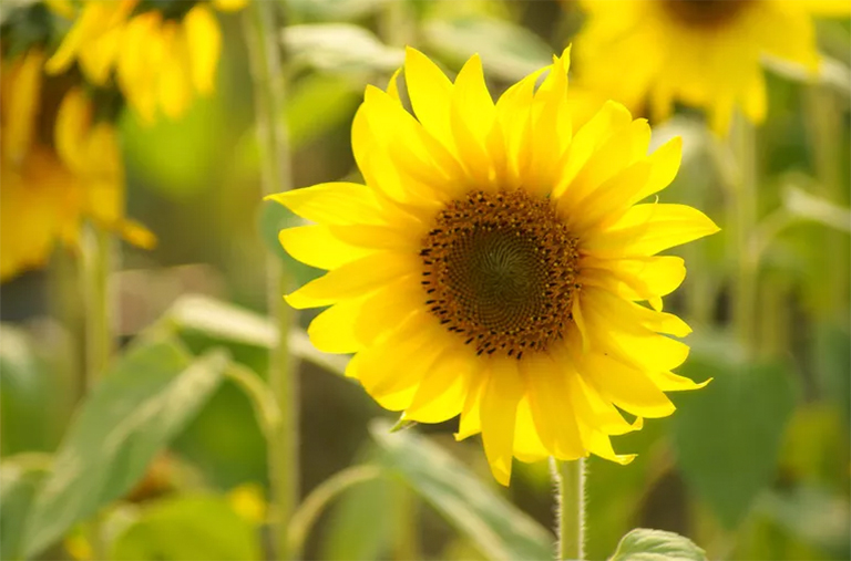 向日葵.jpg 向日葵